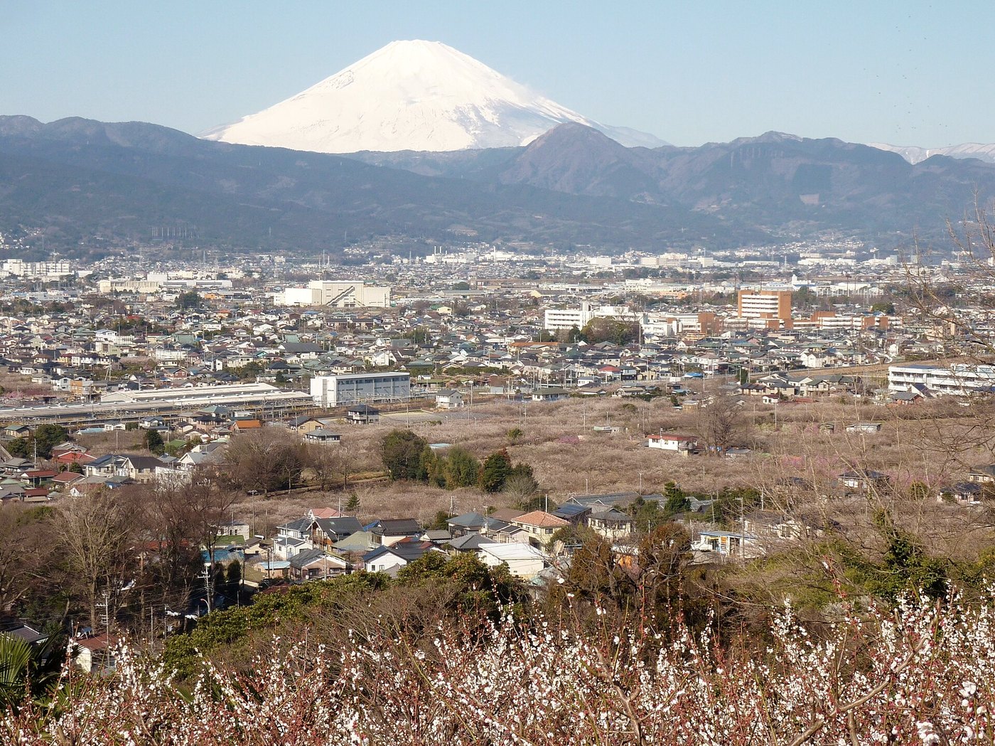 曽我梅林の白い梅越しに望む富士山